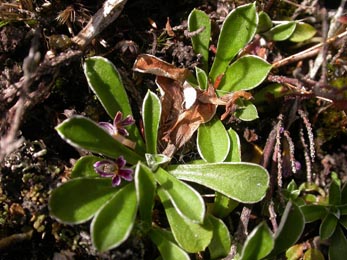 Mines of Scrobipalpa murinella on Antennaria dioica